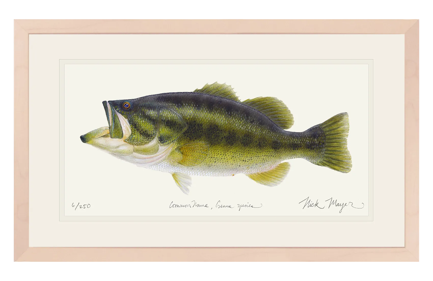 Largemouth Bass I Print