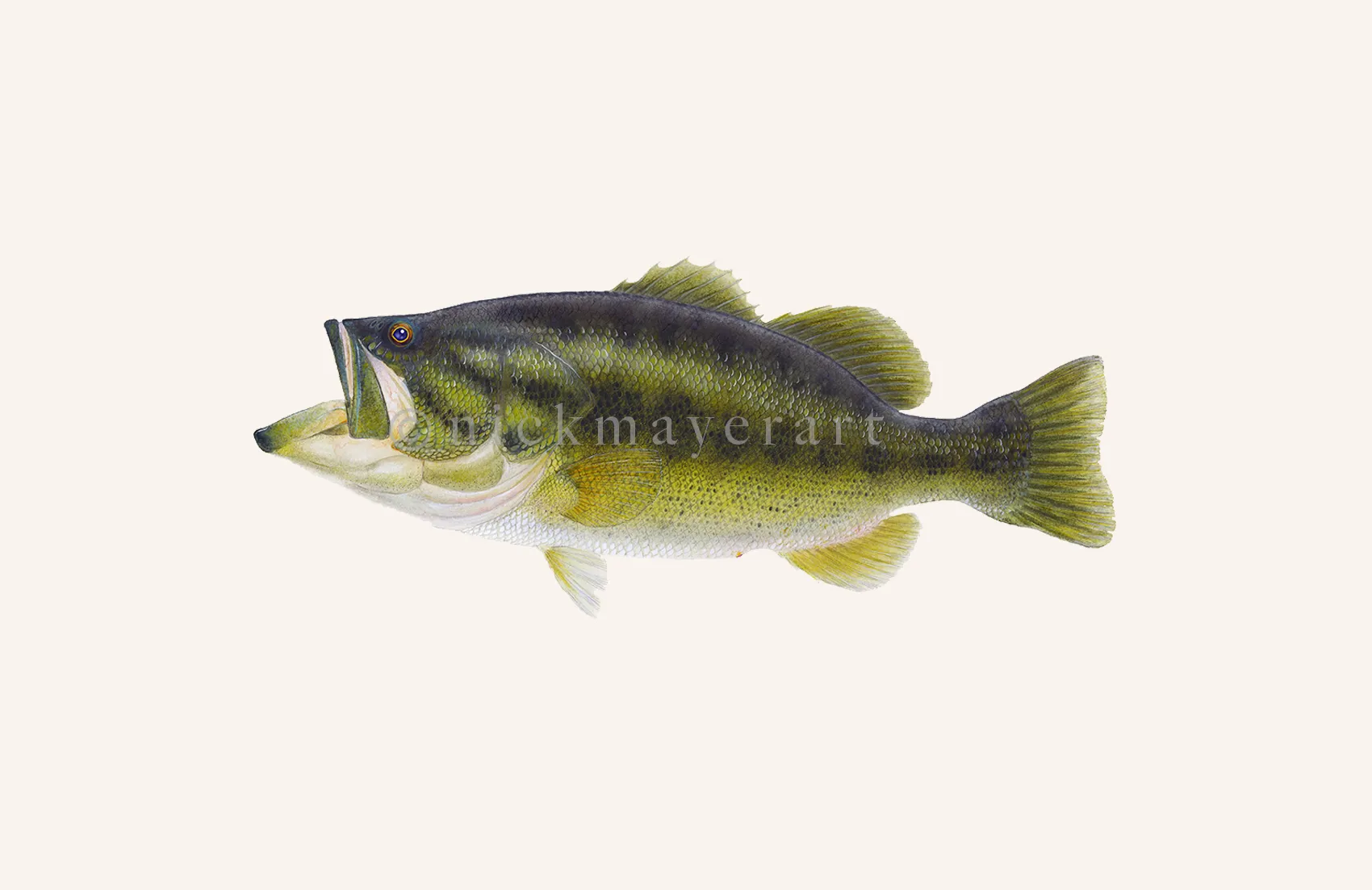 Largemouth Bass I Print